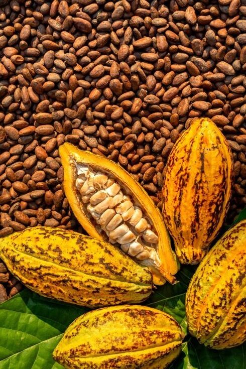 AFEX-COCOA